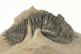 Metacanthina Trilobite - Lghaft, Morocco #204077-3